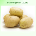 Serve You The Best Quality Potato in China